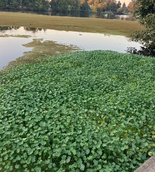 The pennywort mats are new to Cox Creek from the I-5 down through Waverly Lake.