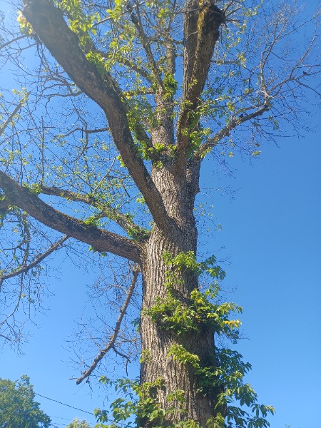 Tree with shoots 1 month ago