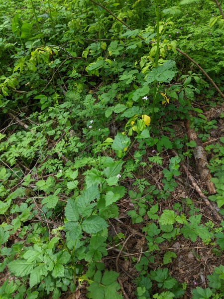 Close up #2 of small patch near cedar, just off the walking path to the north