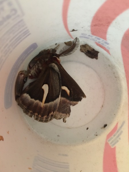 Moth dead in container