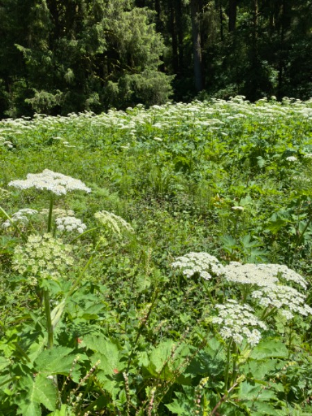 Hogweed