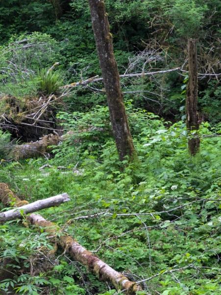 Japanese knotweed on USFS property Lat/Lon = 44.95038, -123.92283 photo 1