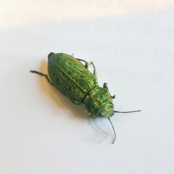 Emerald ash beetle that we found