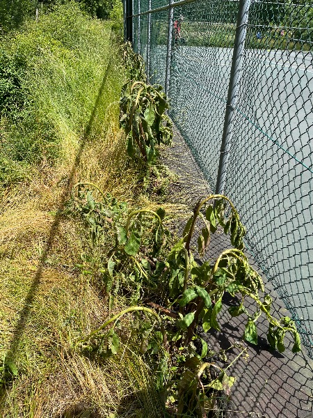 Pokeweed plants