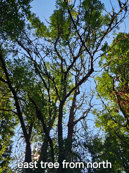 There are two trees very close together here that are affected.