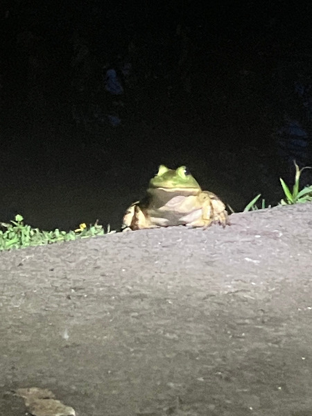 American Bullfrogs along Fanno Creek Trail near Englewood Playground East.