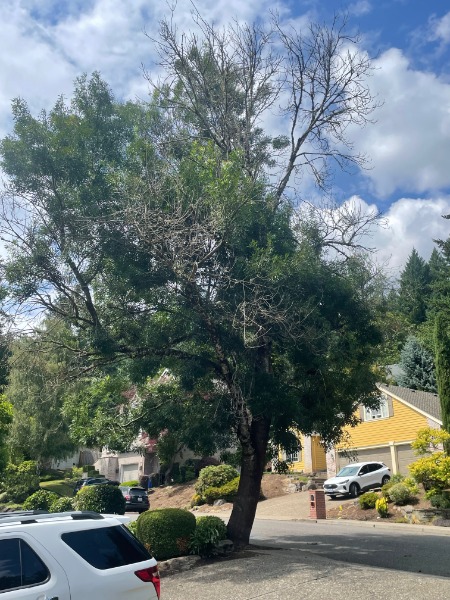 Tree at 2712 SW 28th Dr, Portland