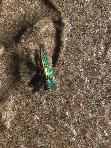 Species found on the beach