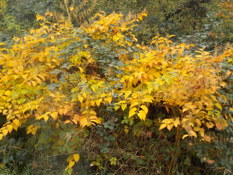 Netarts Highway and Abby Lane Japanese Knotweed