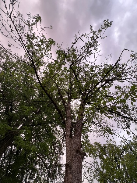 crown dieback