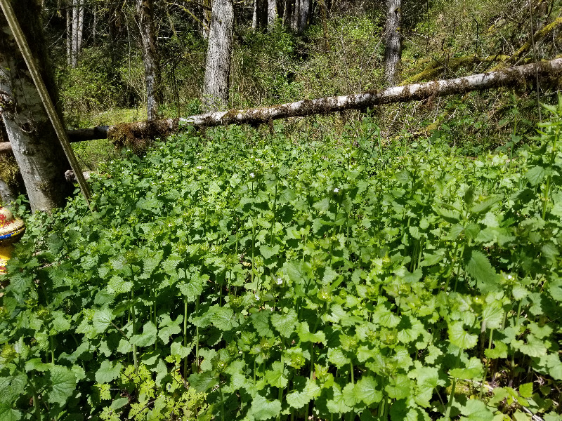 Large Garlic Mustard Patch on North Shore Drive