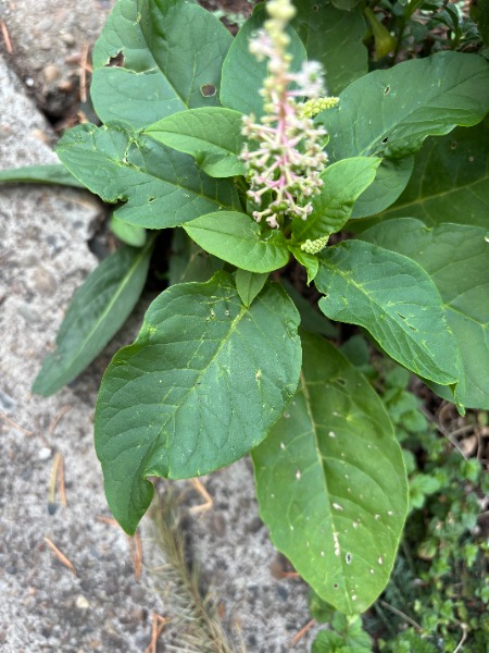 Pokeweed.