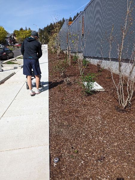 Some leaves just to the left of the round devise in the lower right corner of the photo, about a foot to the right and above another leaf emerging.