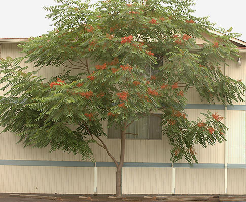 Ailanthus altissima summer