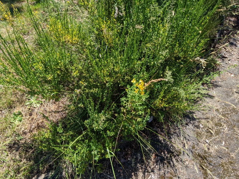 Example of scots broom near the edge of the area. This is a small one compared to most.
