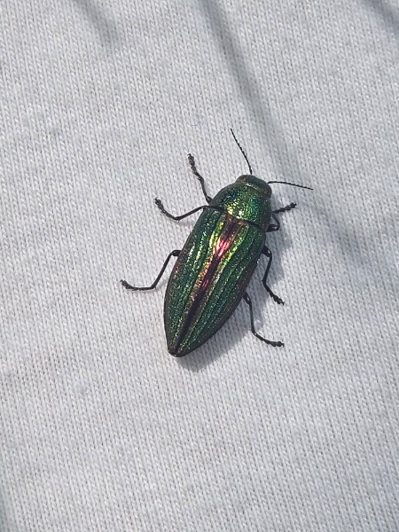 Emerald ash borer