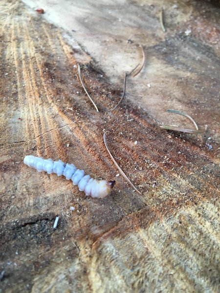 Larvae from pine wood.