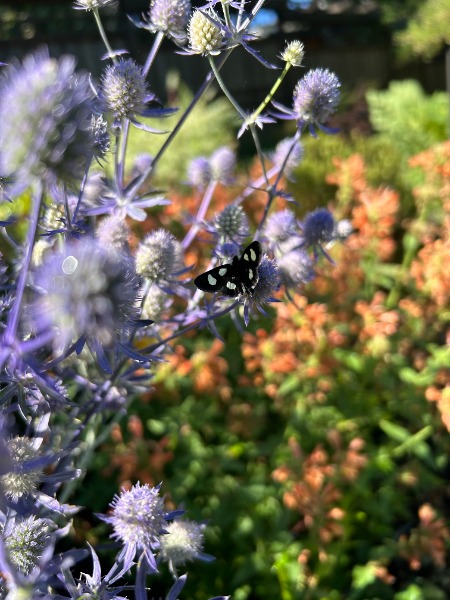 Eight-spotted Forester Moth ??