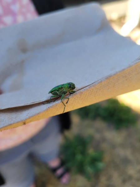 These pictures do not do the beetle justice. It was really a beautiful shiny shade of emerald green on it's torso.