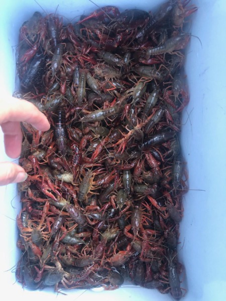 Red Swamp crayfish found in Plat I Reservoir near Sutherland