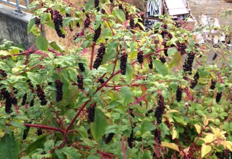 Pokeweed in lot