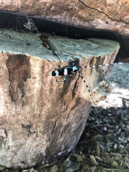 Banded Alder borer