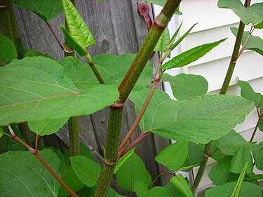 Japanese Knotweed