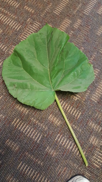 Leaf of carpeted floor. Light strips on floor are six inched long.