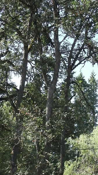 2022-08-15 Ash Tree Mid trunk