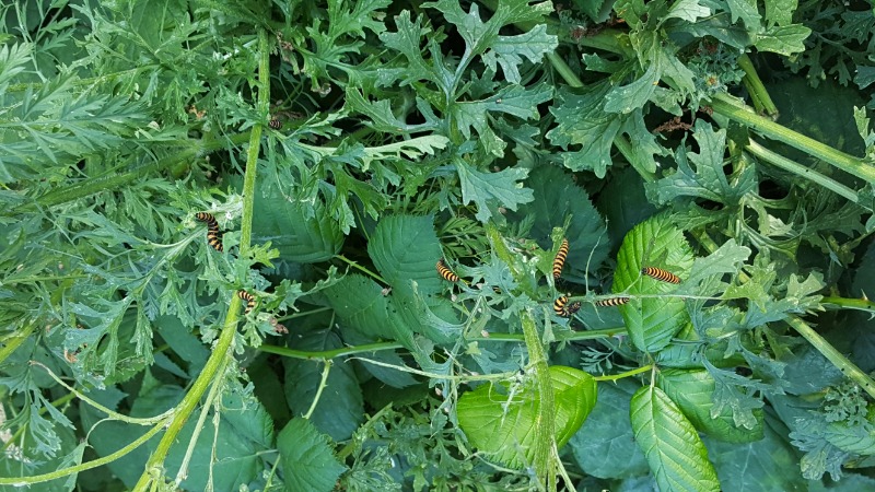 Cinnabar moth caterpillars on tansy ragwort