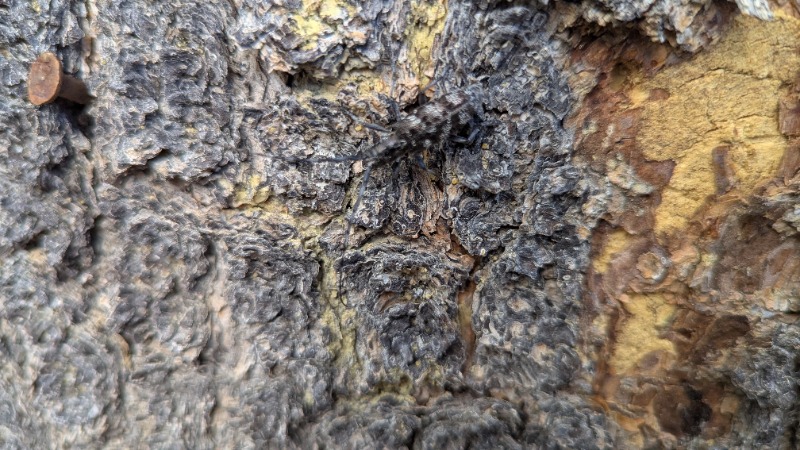 Photo of older specimen on tree in front of our house