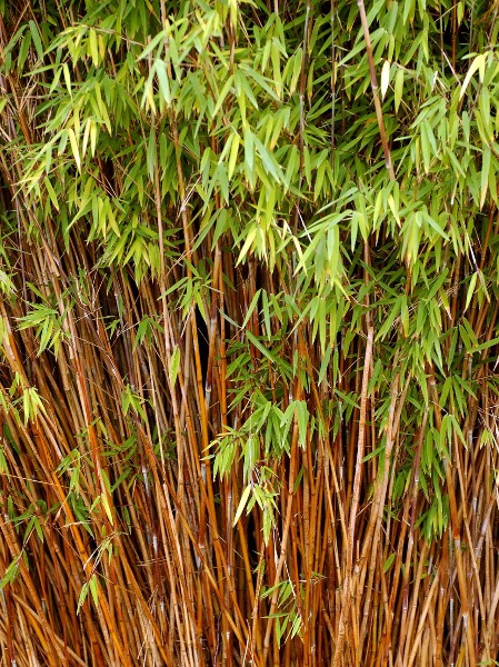 This is the same type of bamboo that my neighbor has planted in her yard