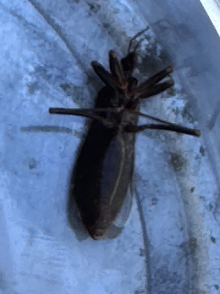 Underside of dead frozen beetle