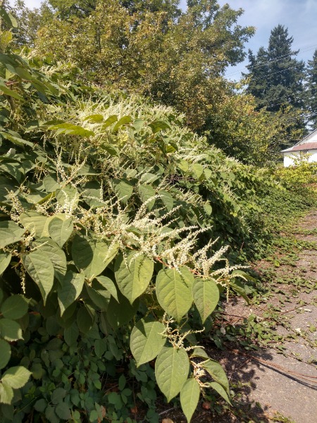 One of two Japanese knotweed patches on Matton Utilities driveway, Redland Grange in background.
