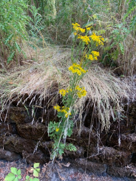 Maybe tansy ragwort?