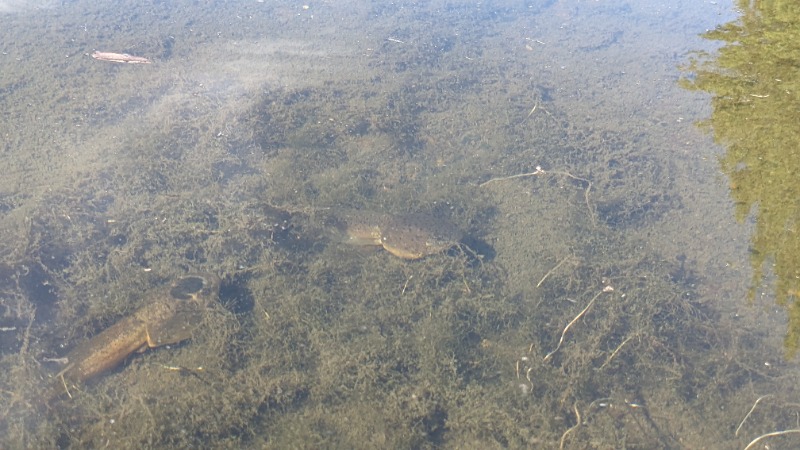 bullfog tadpole 2x zoom