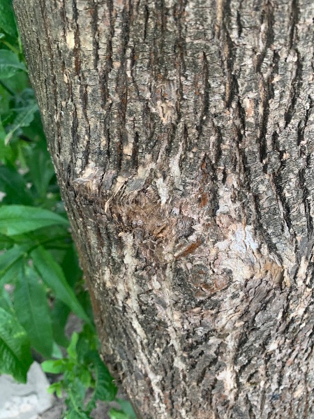 Cracks/bulging along tree.