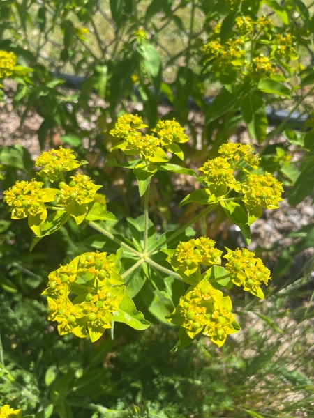Possible Oblong Spurge?