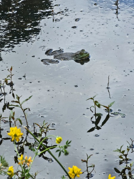 Bullfrog at meriwether national golf course