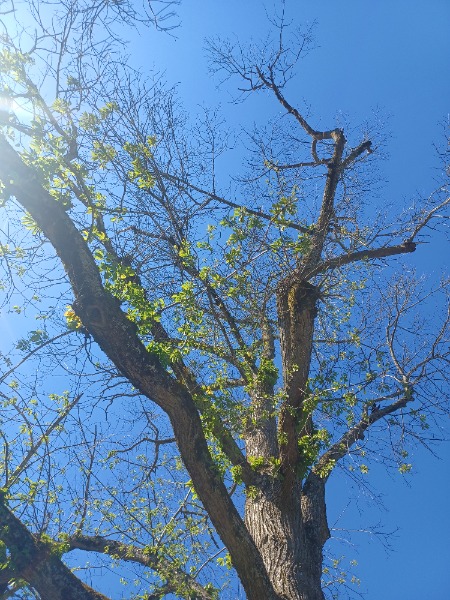 Another angle from one month ago depicting decaying crown and green shoots