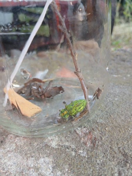 Thought it was dead but must fake when predator is near