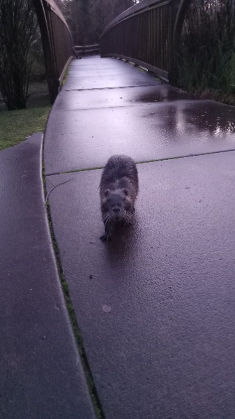 Young nutria in Stringfield Family Park, Oak Lodge