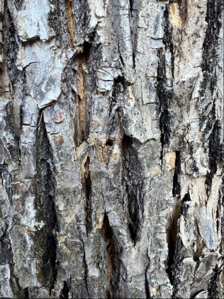 Tree trunk of Ash tree in Parking lot by Jefferson Hall