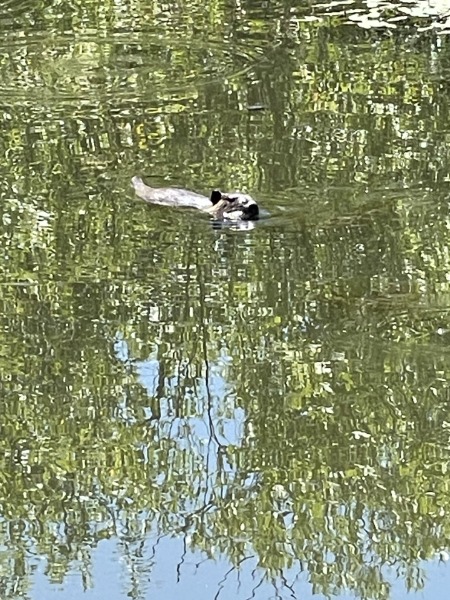 Nutria swimming.