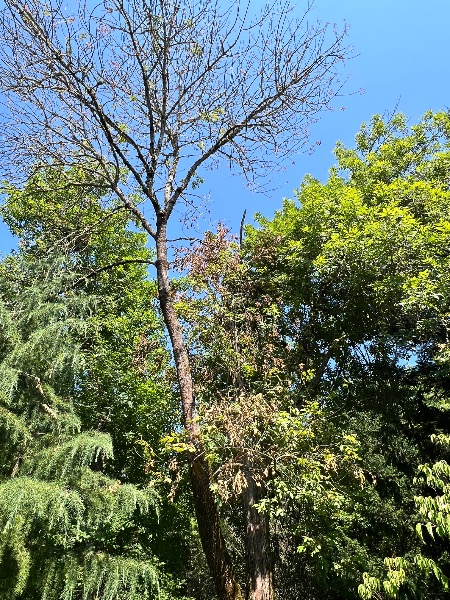 South side of tree