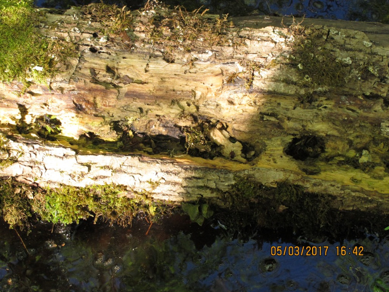 Woodpecker drilled/opened galleries in heart wood. Log is resting in water.