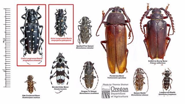 sawyer beetle identification