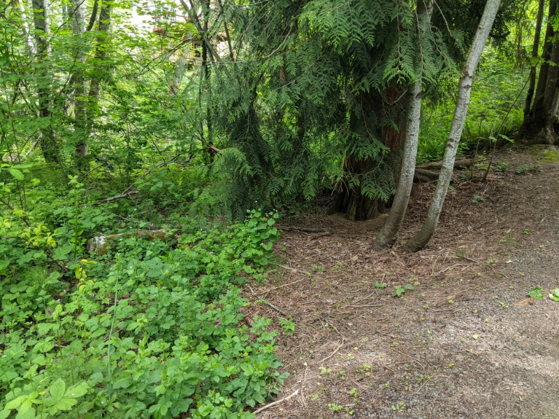 Wide angle of small patch near cedar, just off the walking path to the north