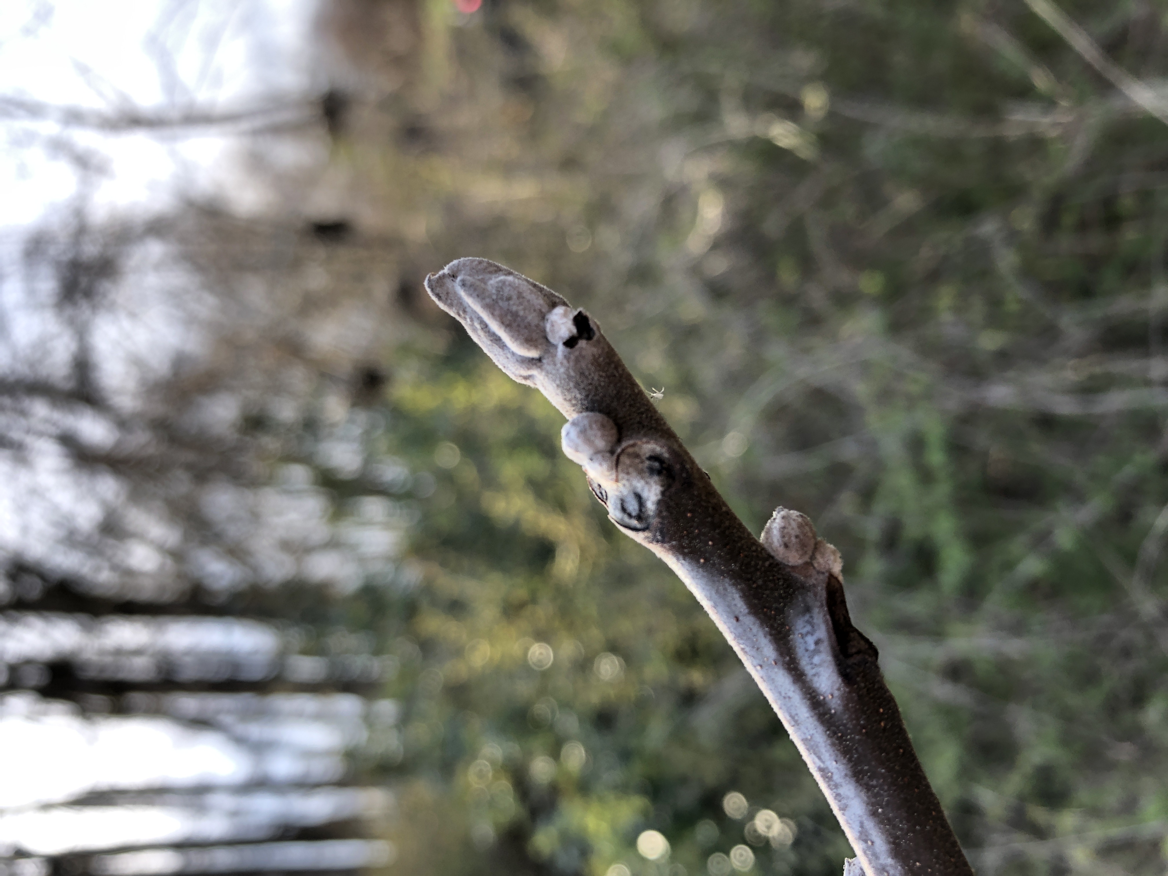 Branch tip