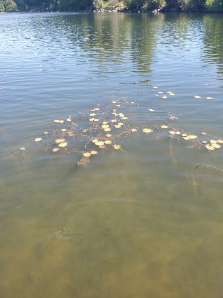 yellow floating heart